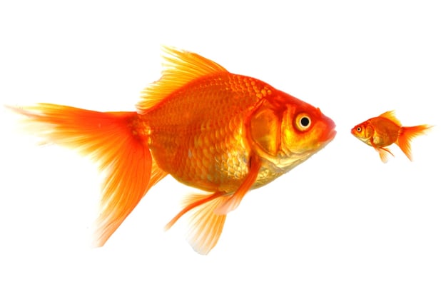 Mentoring Goldfish.jpg